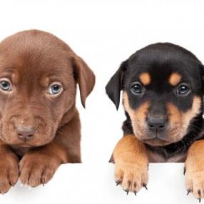 crm is like a puppy